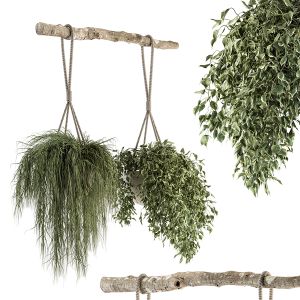 Indoor Plant 229 - Hanging Pot With Rope