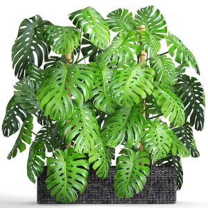 Monstera, Thickets, Bushes, Green Wall, Pot