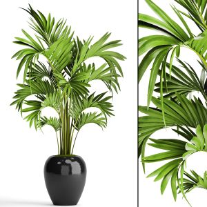 Decorative Palm Tree, Howea Forsteria, Pot, Flower