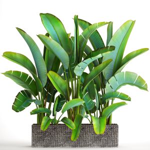 Strelitzia, Bushes, Thickets, Banana, Outdoor Pot