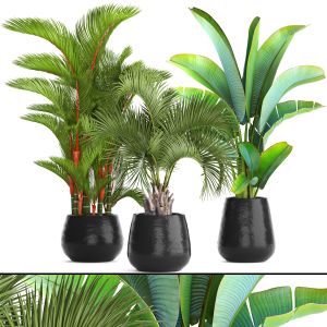 Cyrtostakhis, Dipsis, Ravenala, banana, butia palm