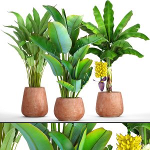 Strelitzia, Banana, Ravenala, Fruit, Pot