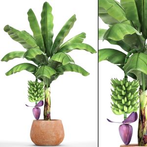 Banana Palm With Fruits, Pot, Flowerpot, Bush