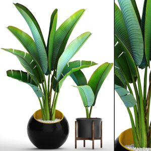 Strelitzia, Ravenala, Thickets, Bushes, Tropical