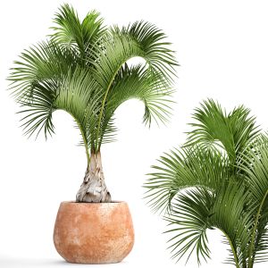 Hyophorbe Ornamental Palm Tree, Clinker, Clay Pot