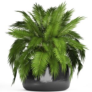 Chamaedor, Bush, Palm Tree, Outdoor Pot, Flowerpot