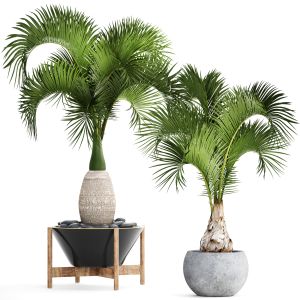 Hyophorbe Decorative Palm, Flowerpot