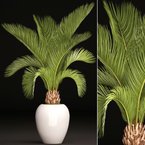 Palm Tree In A White Pot, Decorative