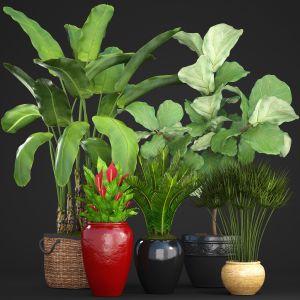 Banana Palm, Ficus Lyre, Spathiphyllum, Umbellata