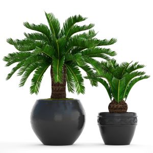 Cycas, Flower, Pot, Outdoor, Decorative