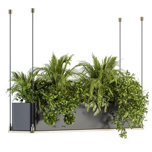 Indoor Plant Set 218 - Hanging Plants