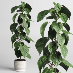 Indoor Plant Of Earthenware Concrete Vases 211