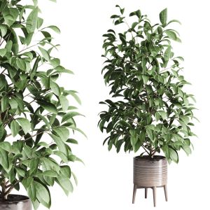 Indoor Plant Of Earthenware Concrete Vases 210