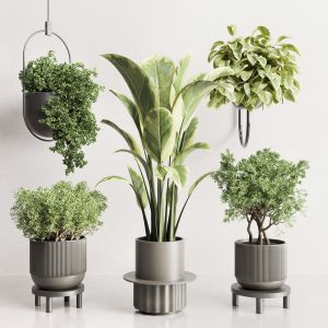 Pot Plant And Hanging Pot - Wall Plant Collection