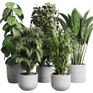 Set Indoor Plant 214 Pot Plant Ficus Rubber