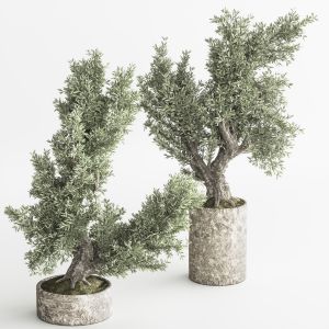 Bonsai And Indoor Plant Set 50