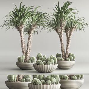 Indoor Plant Set 51