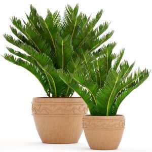 Cycas Palm Tree, Bush, Clay Pot