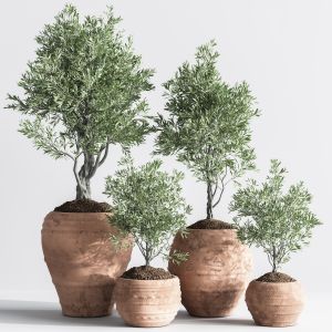 Indoor Plant Olive Set 10