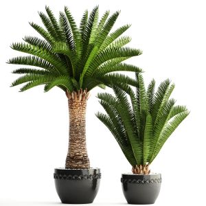 Canarian Date, Date Palm, Outdoor Pot, Flowerpot