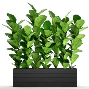 Ficus Lyrata, Bush, Thickets, Pot, Flowerpot