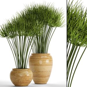 Papyrus, Cyperus, Houseplant, Syt Umbrella, Pot