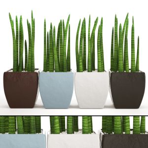 Sansevieria, Pot, Flower, Flowerpot, Decorative