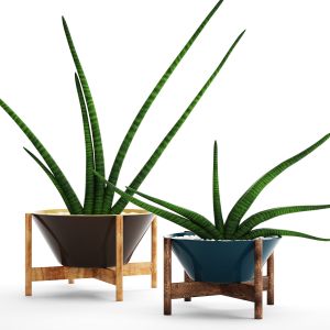 Sansevieria, Pot, Flower, Flowerpot, Decorative