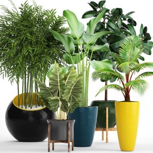 Ficus, Alocasia, Tree, Coconut Palm, Bamboo