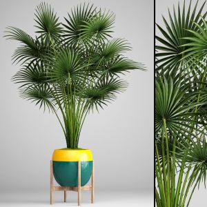 Fan Palm, Indoor, Decorative, Outdoor, Interior