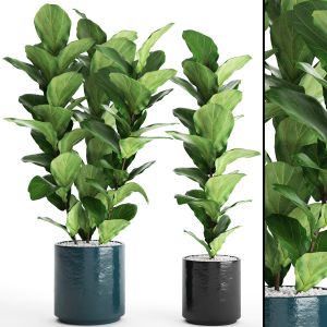 Office Plants, Bushes, Ficus Lyrata, Indoor, Inter