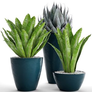 Asplenium, Agave, Pot, Flowerpot, Bush, Gravel