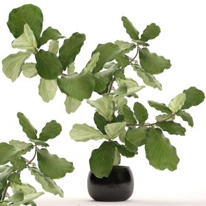 Ficus Lyrata, Ornamental Tree, Bush