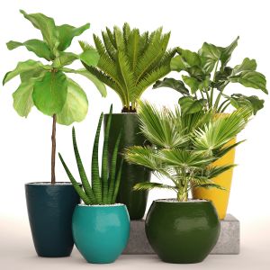 Ficus Lyrata, Bush, Fan Palm, Alocasia, Pot