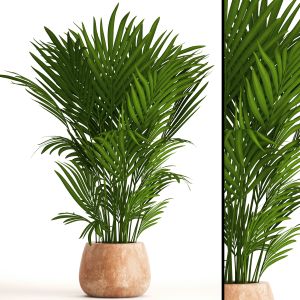 Howea, Decorative Palm Tree, Indoor, Bush