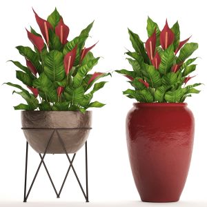 Spathiphyllum, Red, Ornamental, Flower, Pot