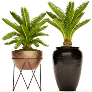 Cycas, Flowerpot, Bush, Outdoor, Decorative