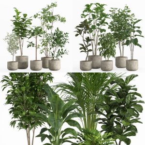 indoor plant collection 01