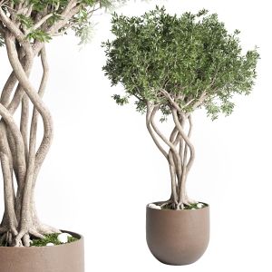 Outdoor Plant 84 Pot Tree Bonsai Concrete Dirt Vas