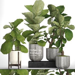 Decorative Tree, Bush, Ficus Lyrata, Indoor