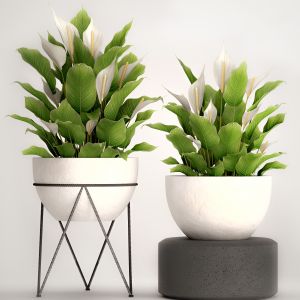 Spathiphyllum, White Flowers, Office Plants