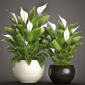 Spathiphyllum, White Flowers, Office Plants, Pot