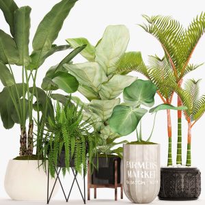 Banana Palm, Fern, Lyre Ficus, Banana Palm, Fern