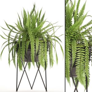 Fern, Flower Stand, Flower, Pot, Flowerpot, Office