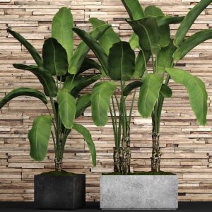 Banana Palm, Strelitzia, Bush, Thicket, Plank Wall