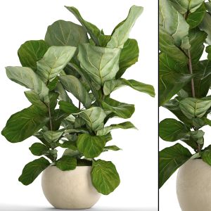 Ficus Lyrata, Flower, Bush, Pot, Flowerpot