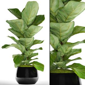 Ficus Lyrata, Flower, Bush, Pot, Flowerpot