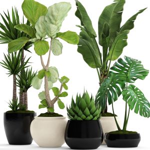 Banana Palm, Lyre Ficus, Agave, Yucca, Monstera