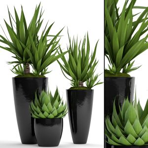 Yucca, Agave, Flower, Pot, Bush, Flowerpot