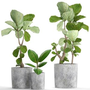 Ficus Lyrata, Pot, Concrete, Ornamental Tree